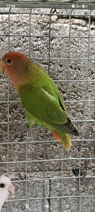 Casal agapornis Roseicollis sexados