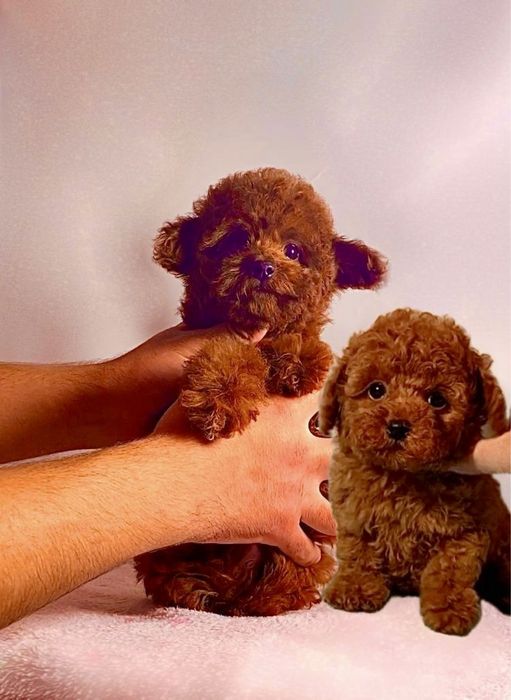 Чудові велмедики міні та мікро мальтипу / той пудель Китай бебі фейс