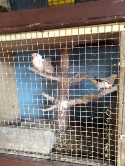 Vendo Mandarins e Canários os