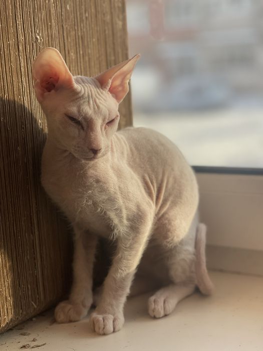 Донський  сфінкс біла дівчинка