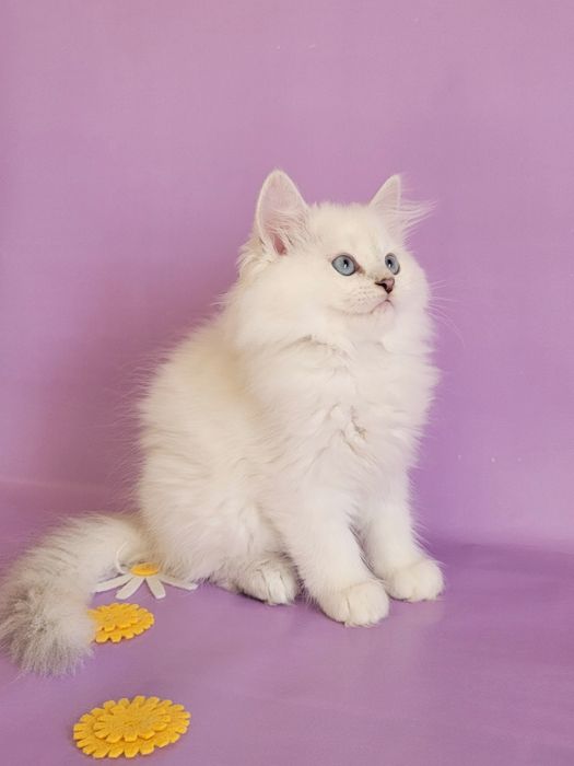 Британські кошенята срібляста шиншила