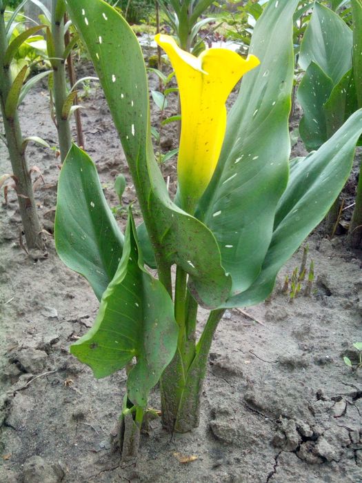 Калла цветущаяся . ( и луковицы.)