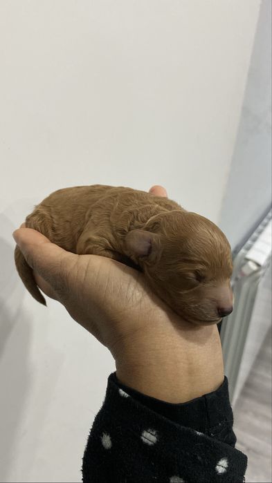 Lindo puppy de Caniche/Poodle medio procura novo dono!!!