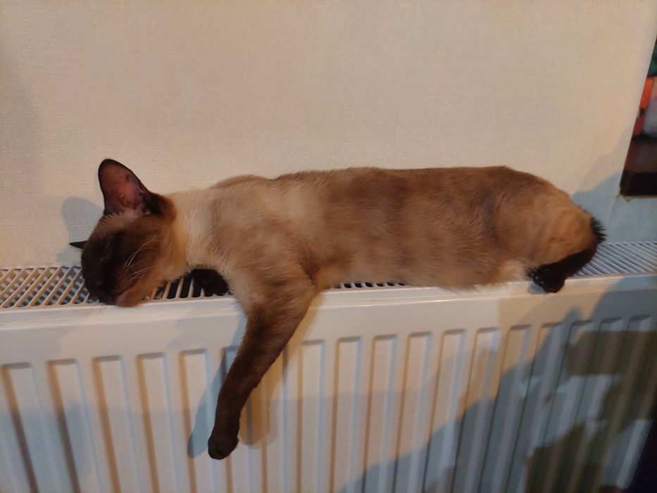 В'язка! Сіамська кішка шукає сіамського кота