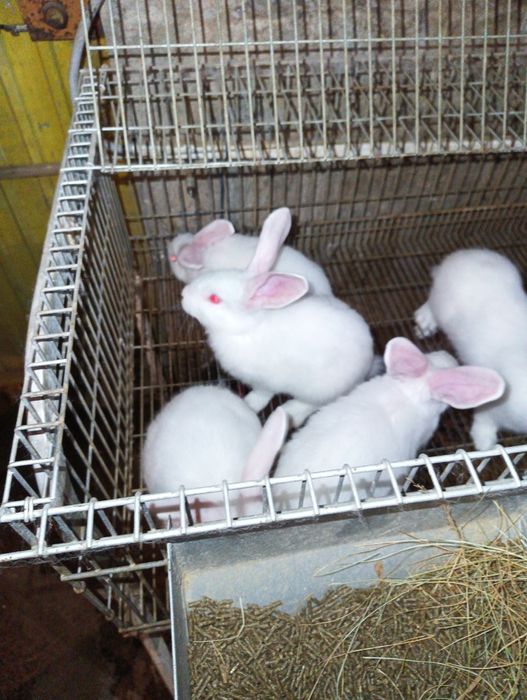 Coelhos Nova Zelândia