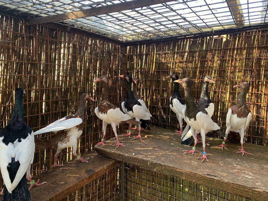 Sroka  Łowica , stoki.