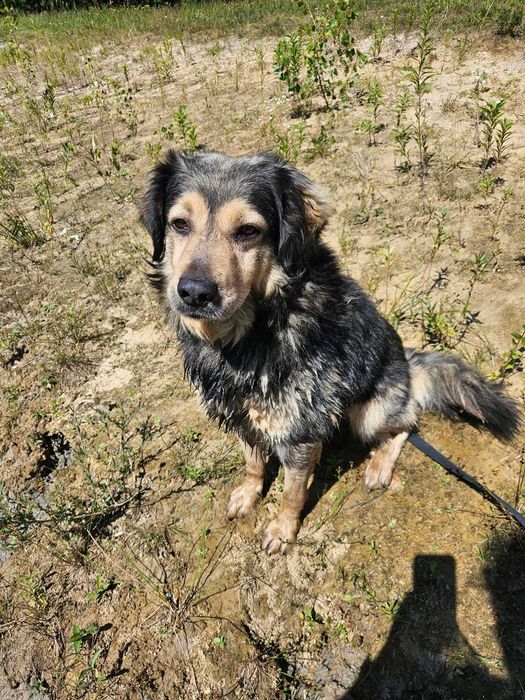 Piękna postawa, gracja, szyk, zachowywanie czystości w domu, bezkonfliktowość z innymi psami- Bajer do adopcji