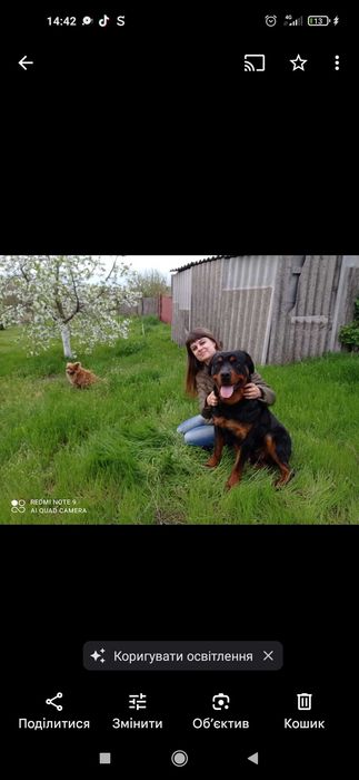 Красунчик ротвейлер чекає на свою наречену