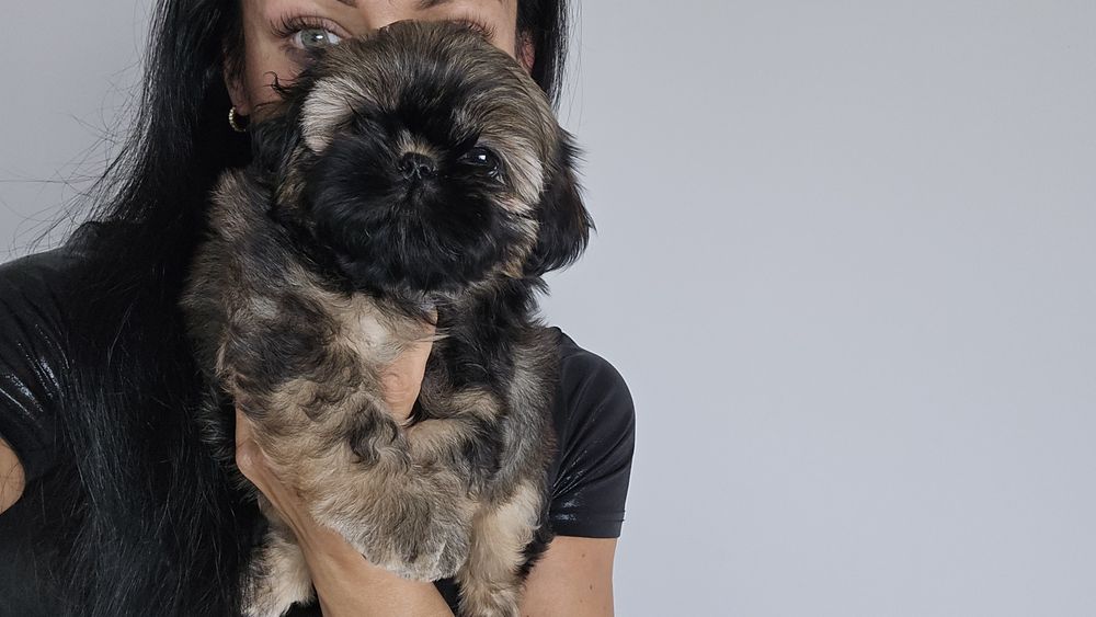 Shih tzu szczeniaczek