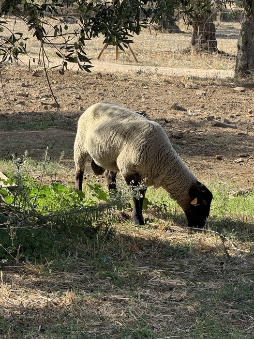 Vendo ou troco Sulfoc cruzado Merino