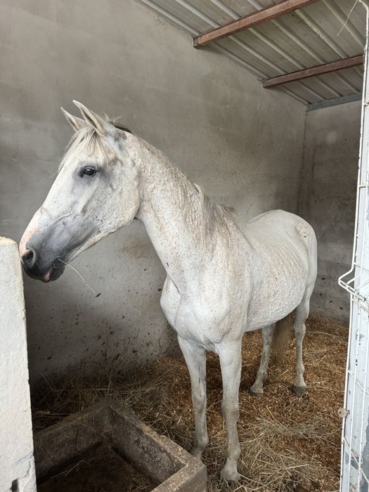 Vendo egua cruzada lusitana com arabe