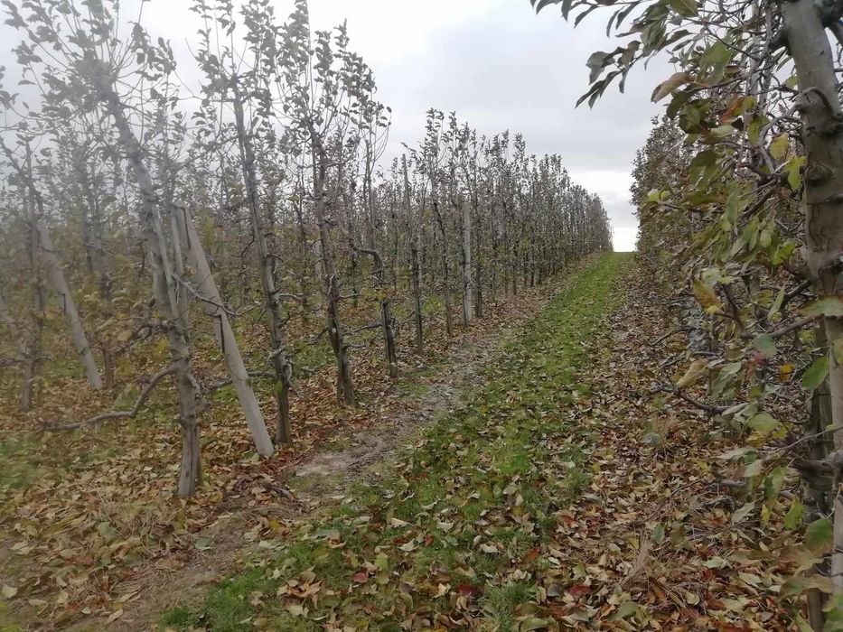 Sprzedam działkę rolną sad