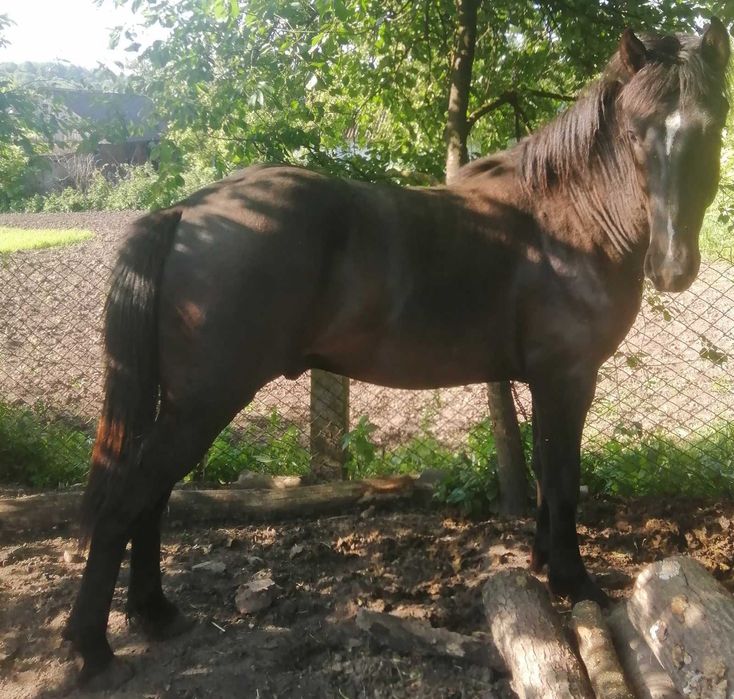 Кінь спокійний ф