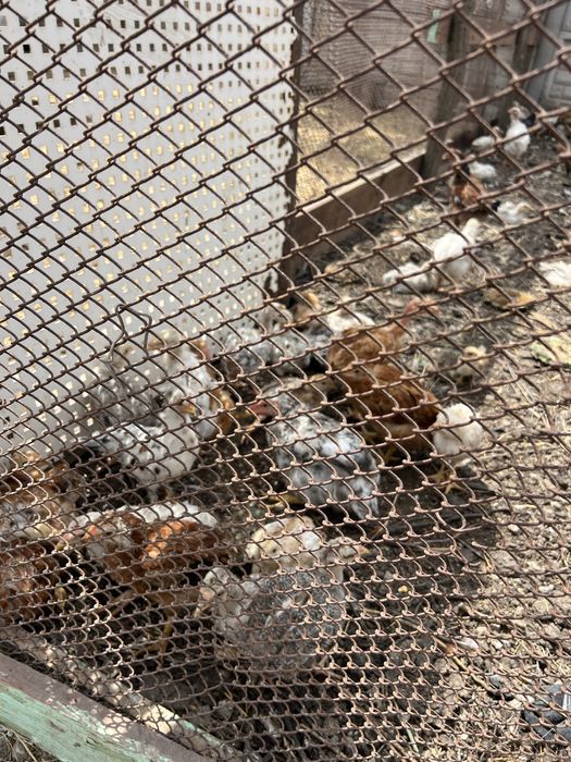 Продам курей несушек