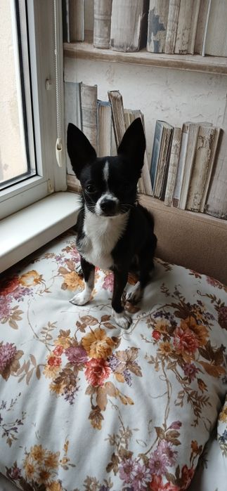 ВЯ'ЗКА !!! Читати уважно.  Чихуахуа наречений шукає наречену