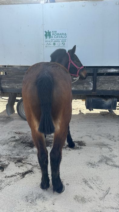 Poldra breton x lusitano