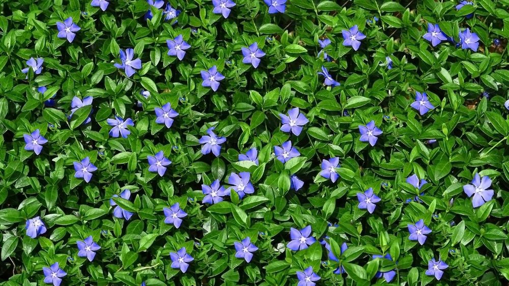 Barwinek piękne zimozielone liście kwitnące wiosną