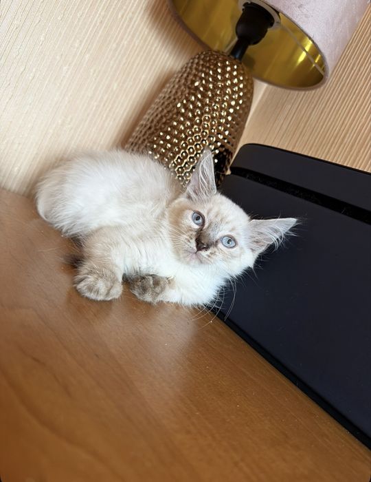 Балинезийские котята )