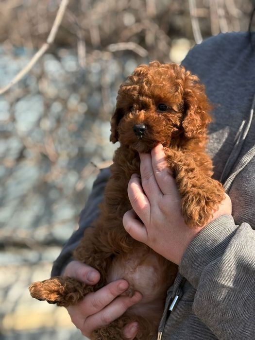 Шикарний хлопчик, той пудель