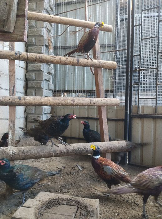 Румунський фазан фазанята