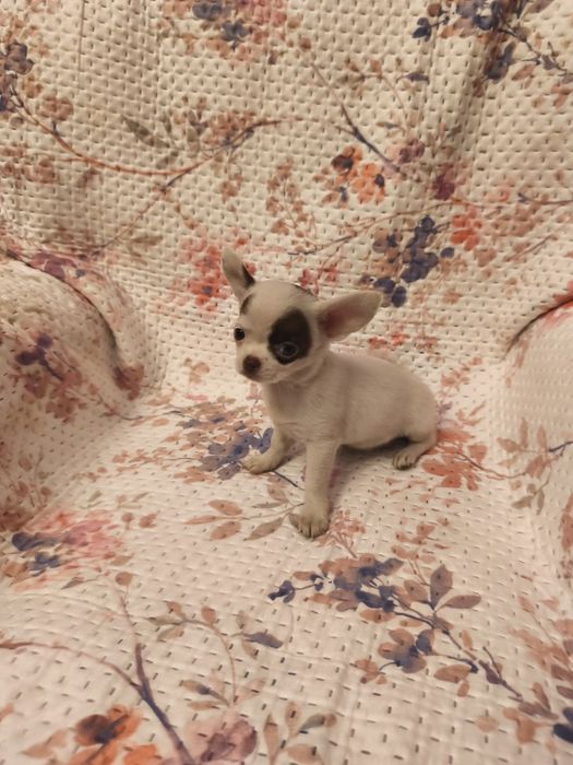 Chihuahua de pêlo curto fêmea