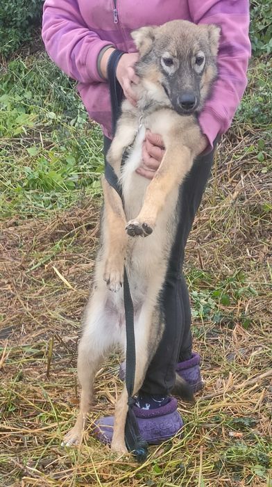 Продам дівчинку вовкособа