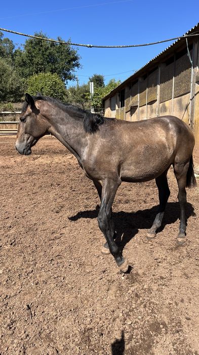 Egua puro sangue lusitano 1 ano