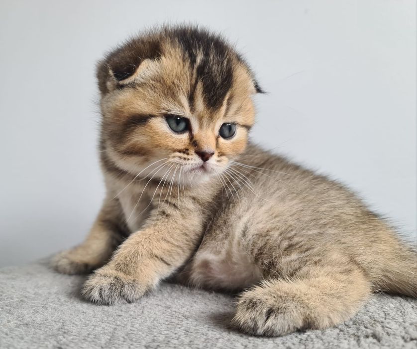 Scottish fold fêmea