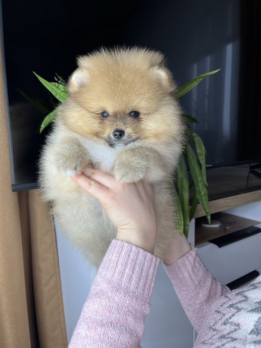 Pomeranian spitz Шпіц померанський
