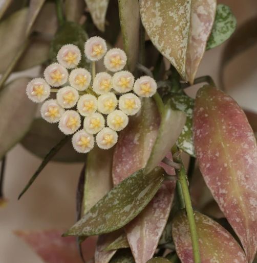 hoya lacunosa laos