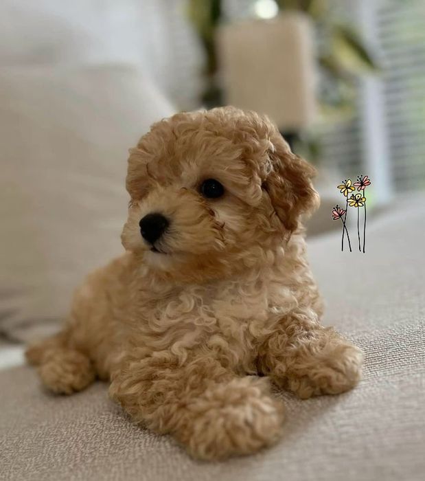 Девочки пуделя. Той