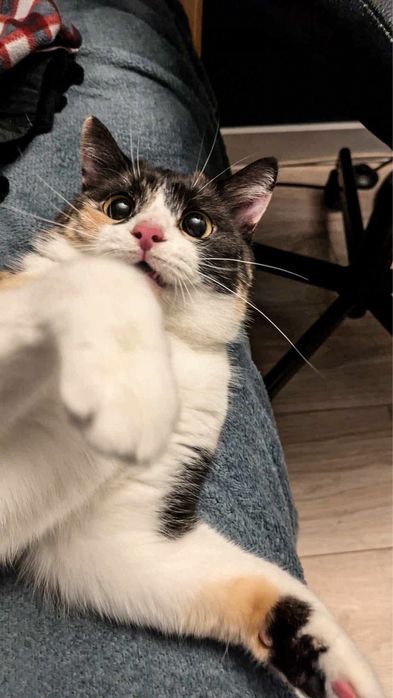 Wyjątkowa trójkolorowa koteczka szuka dobrego domu!