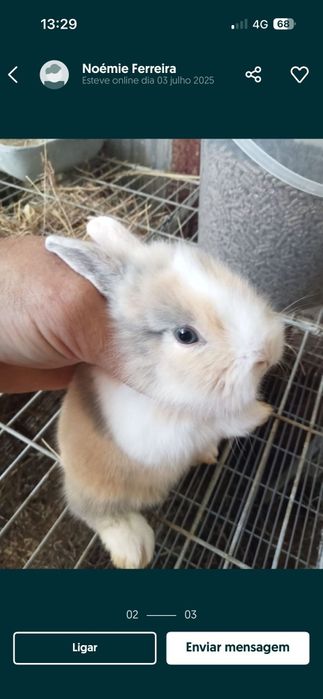 Coelhos anões bebés