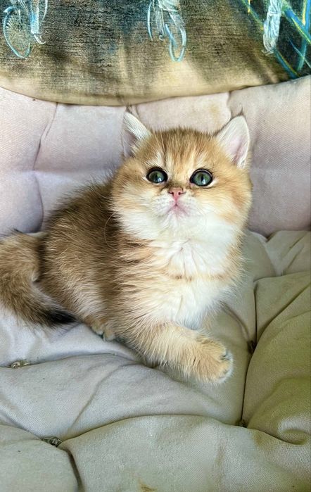 Британська золота шиншила Laura  bri ny 11