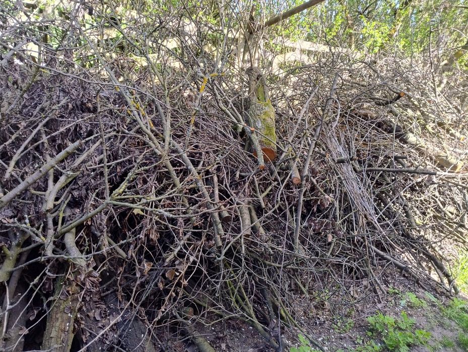Oddam gałęzie za darmo