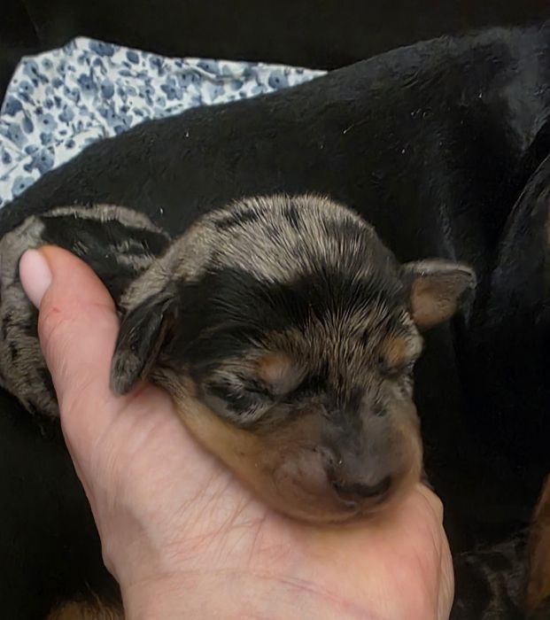 Jamnik miniaturowy krotkowłosy marmurkowy suczka