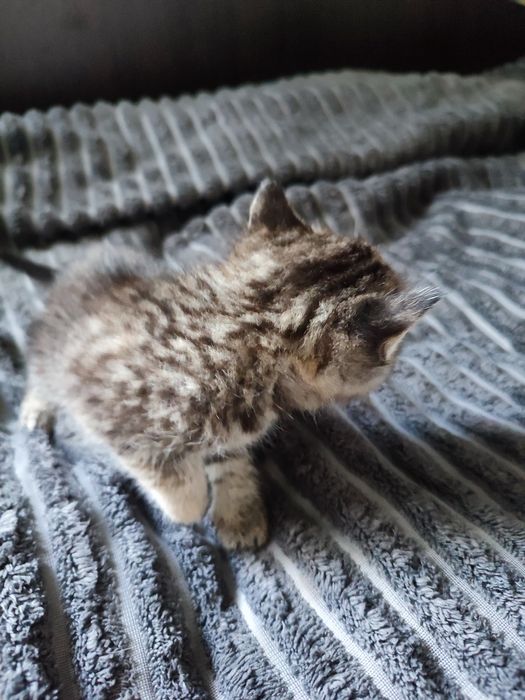 Кошенятко дівчинка