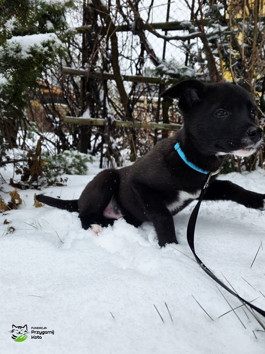 Maluszek szuka domku