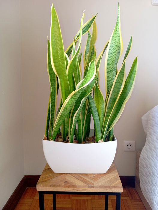 Planta + vaso raro
