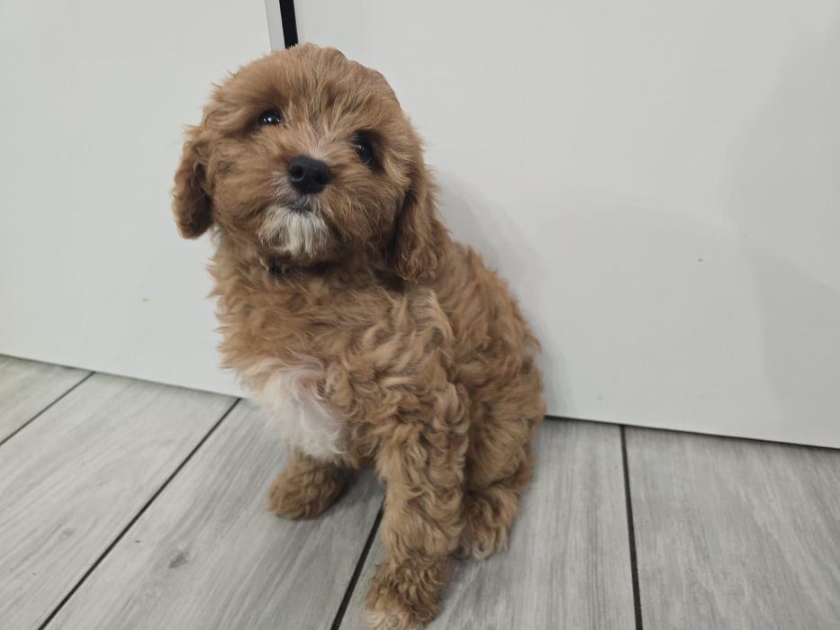 Cavapoo piękny chłopiec