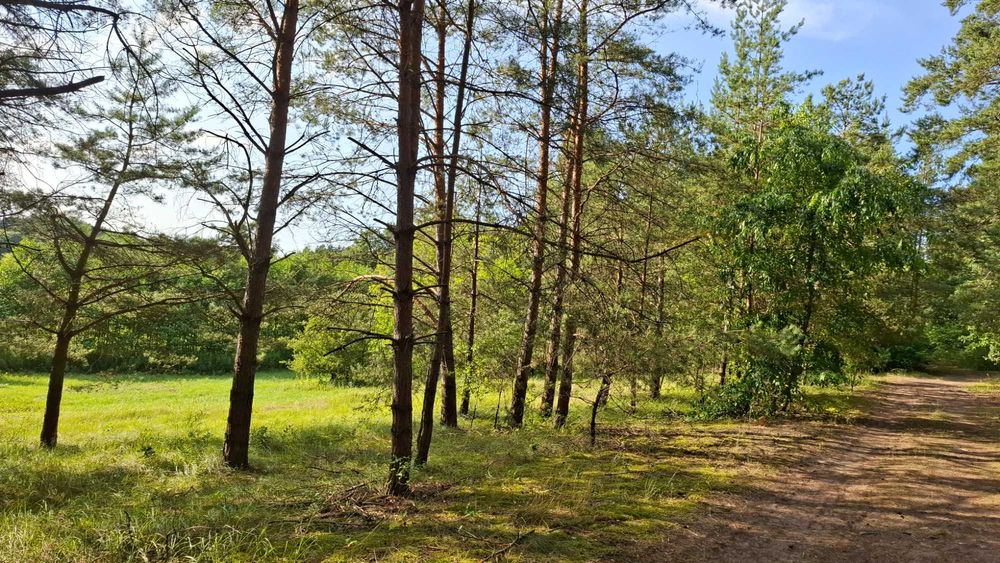 Działka 3,05 ha przy rzece Drwęca, łąka, pastwisko, las, ziemia orna