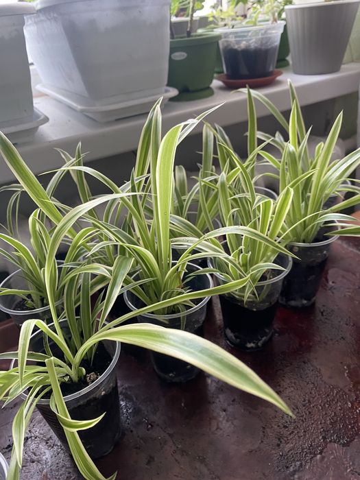 Хлорофітум  кімнатна рослина