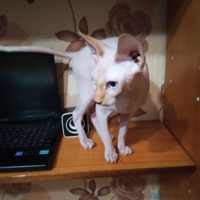 Котик канадський сфінкс.