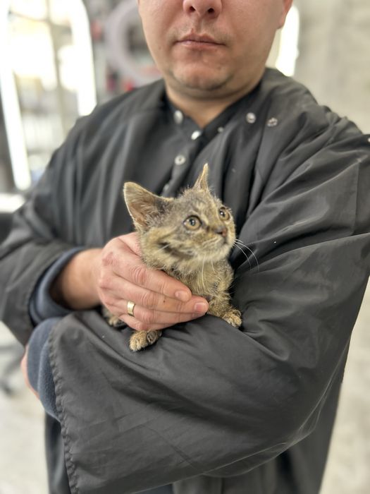 Отдам в хорошие руки Котят