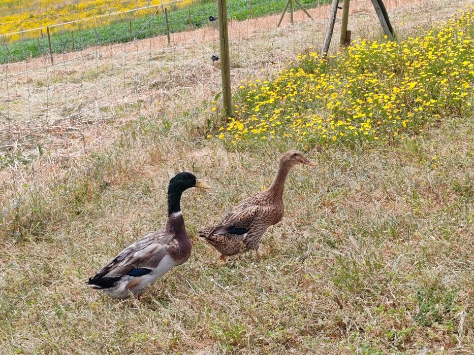 Ovos Patos juvenis jardim