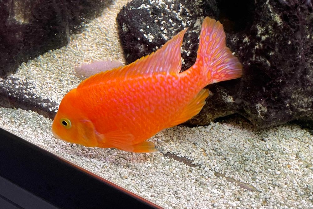 Młode Aulonocara fire fish. Malawi