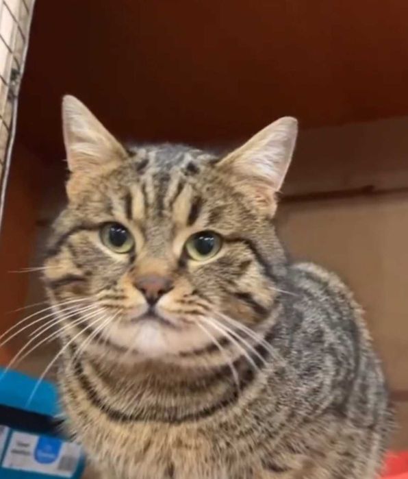 Шикарный кот Джек ищет свою семью