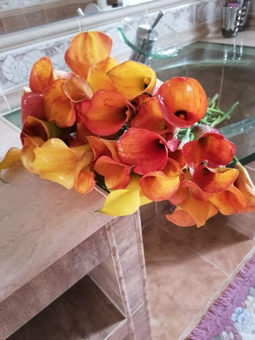 Калла сорту Marning sun