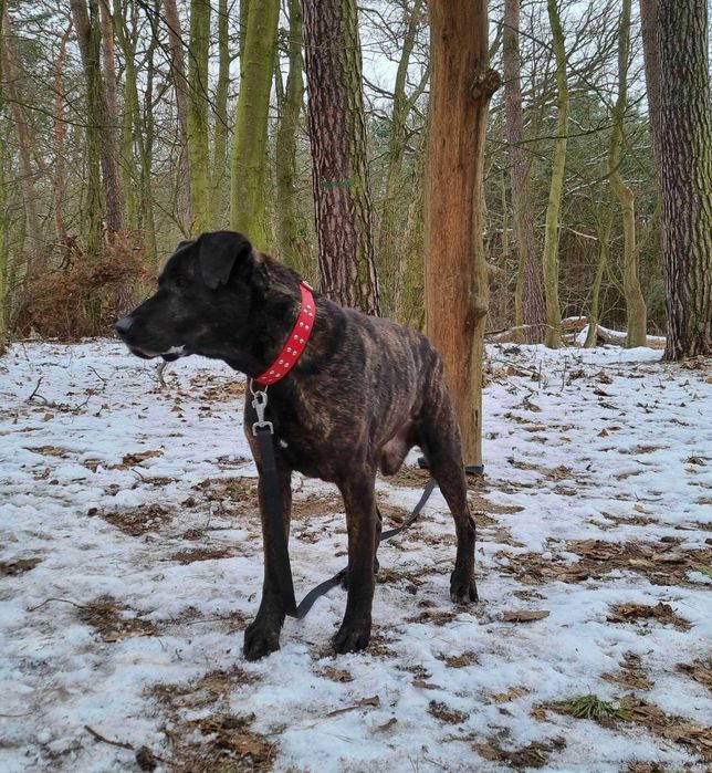 Piesek Roni szuka domu!