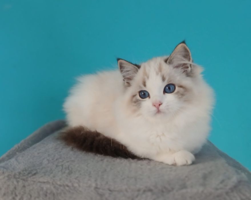 Piękna dziewczynka Ragdoll o  wspaniałym charakterze